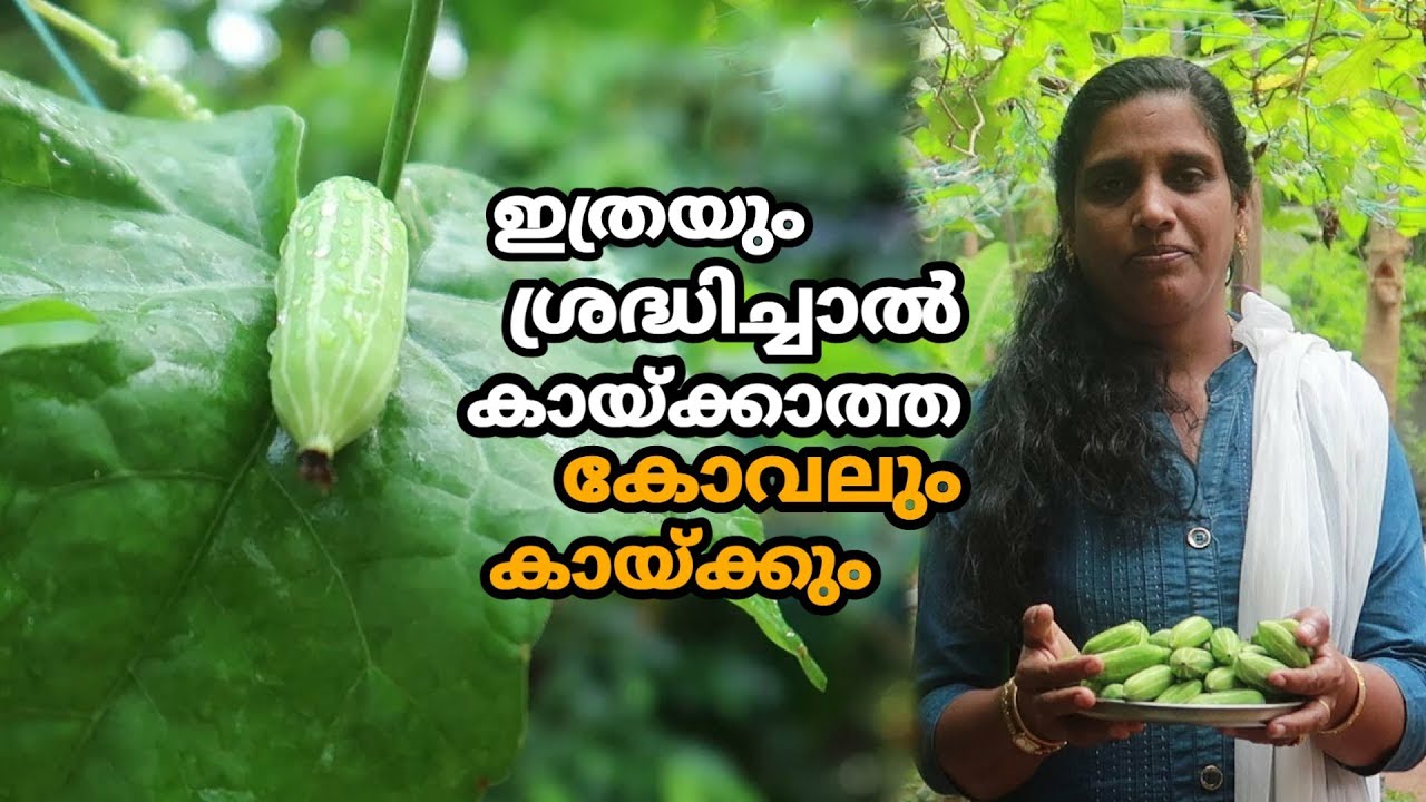 കോവൽ കൃഷി ഗ്രോബാഗിൽ അതും മൂന്നു രീതിയിൽ | Koval Krishi 3 Variety | Ivy ...
