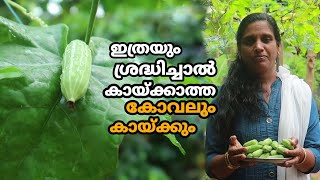 കോവൽ കൃഷി ഗ്രോബാഗിൽ അതും മൂന്നു രീതിയിൽ | Koval Krishi 3 Variety | Ivy Gourd Farming in Malayalam