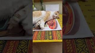 Cat Sleeps on Cellphones! #cutecat #catshorts #everyone #foryou #catlovers #petlovers #mycat