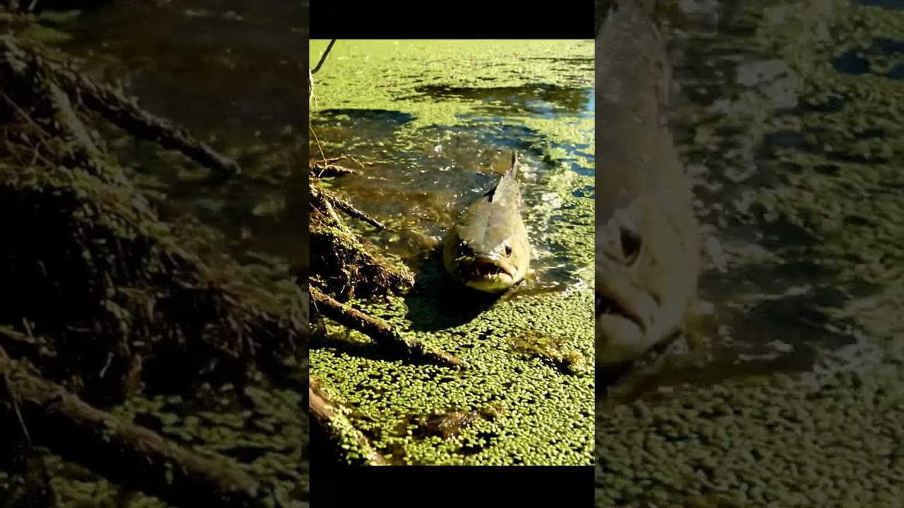 🎣 HUGE Fish Caught in Tiny Countryside Stream! 🤯 You Won't Believe It! 🏞️