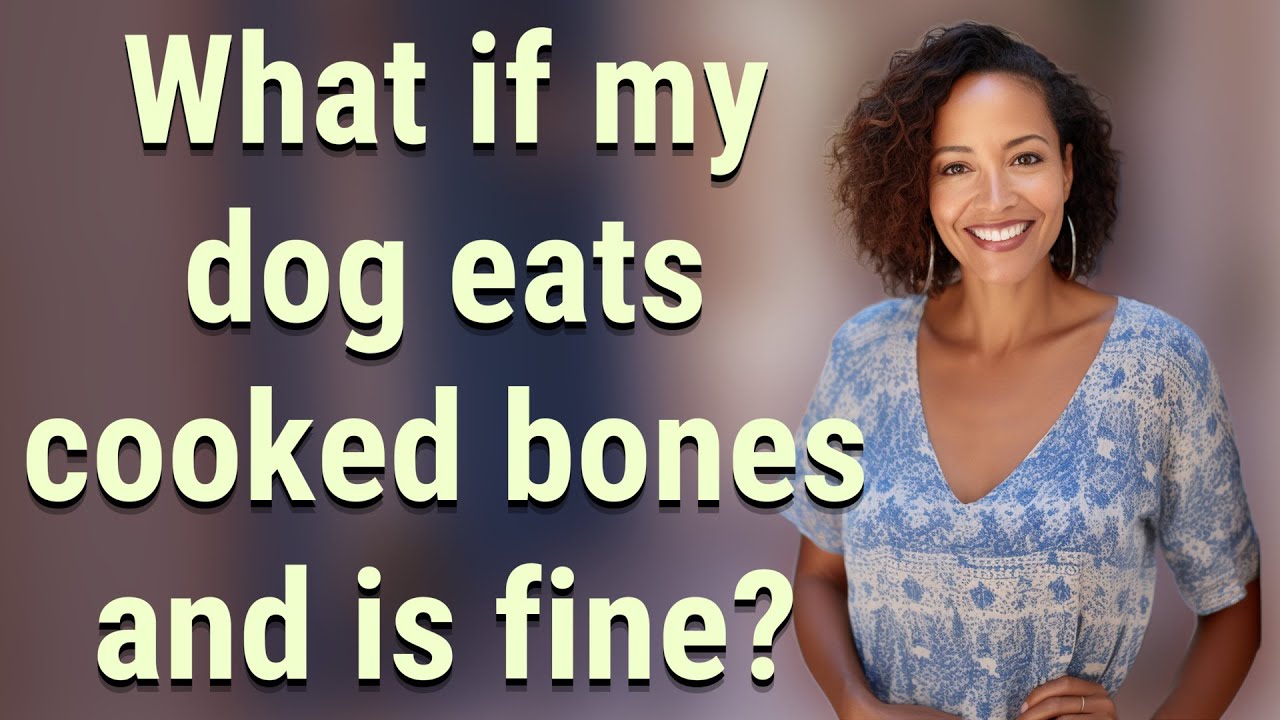 What If My Dog Eats Cooked Chicken Bones What If My Dog Eats Cooked Chicken Bones
