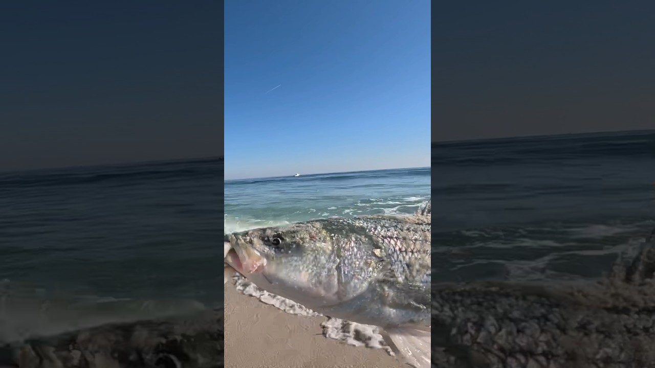 The pencil bite has been on fire 