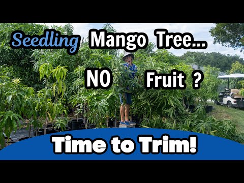 Seedling Mango Tree...No Fruit?? Time to Trim!