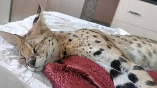 serval sleeps sweetly by Serval Shorts 6,913 views 5 months ago 32 seconds