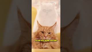 Cracking the Code of Cat Curiosity