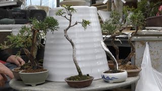 文人風真柏は今もマイブーム - YouTube