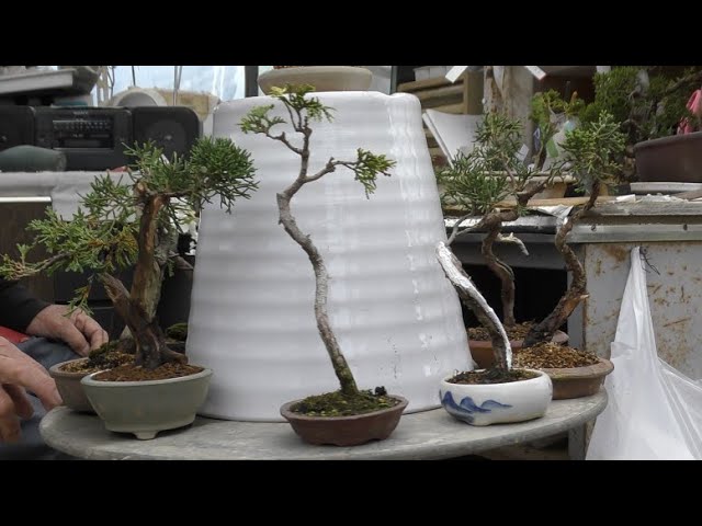 文人風真柏は今もマイブーム - YouTube