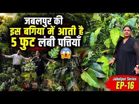 जबलपुर की इस बगिया में आती है 5 फुट लंबी पत्तियाँ 🍃😱 Jabalpur Series EP-16