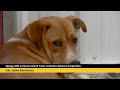 Nearly 300 animals seized from northern Alberta properties