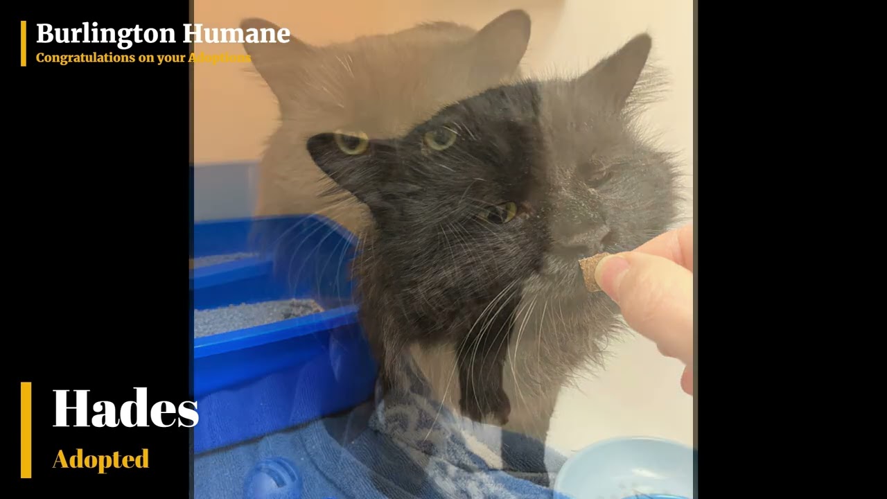 Congratulations on your Adoptions (February 15 - 21, 2026)