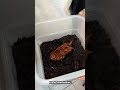 Wild Louisville: Urban butterfly farm allows up-close exploration within city limits