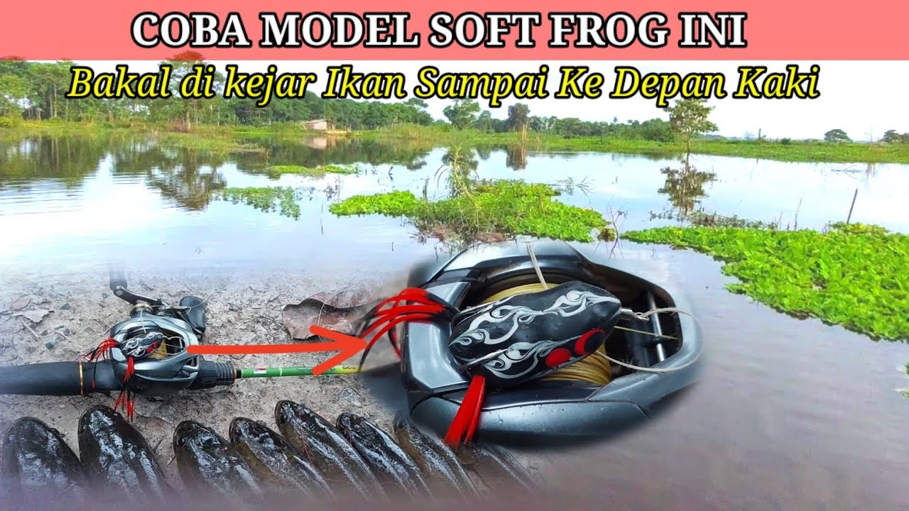 Haruan Mendadak Rakus || Casting Ikan gabus Umpan Soft Frog Kribo || Snakehead Fishing || Oasiz Lure