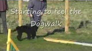 Pre Agility puppy training