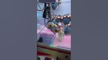 Winning a #shark #mofusand on a #chibiclaw at #round1