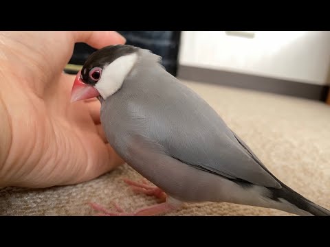 手の近くに来て何かして欲しそうにアピールする文鳥  あずき  Java sparrow