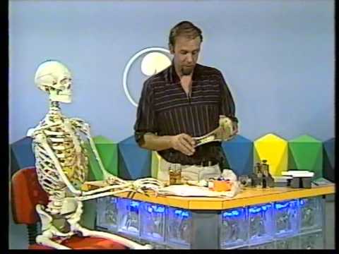 Bone - Nature's fibreglass.