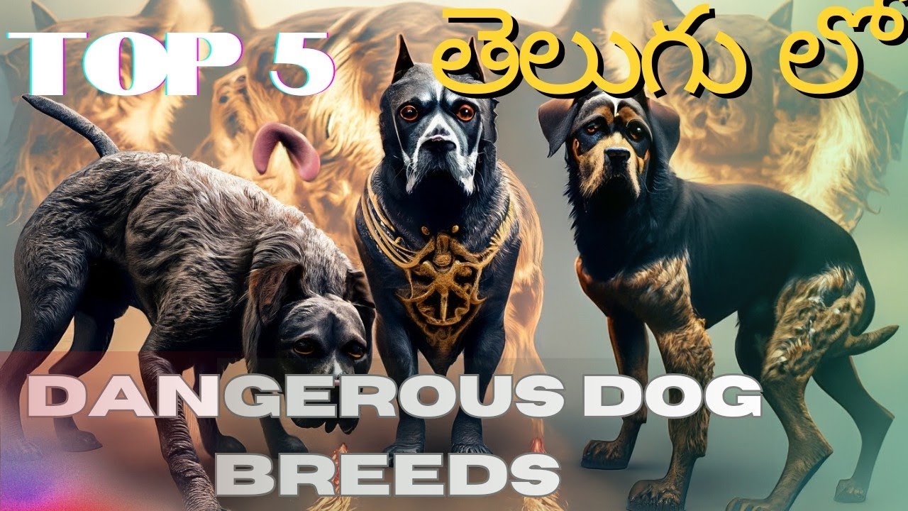 top 5 dangerous dog breeds in telugu dangerous dogs dog breeds in