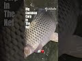 Nice common carp❣️🎣👍#shorts #fishhobo