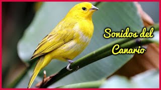 SONIDOS de CANARIOS (15 Minutos) 🐤🎶🔊 by Relax Your Mind 460 views 2 years ago 15 minutes