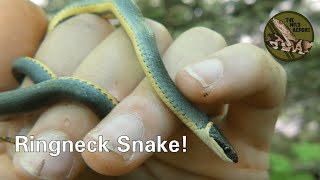 The Southern Ringneck Snake: Everything You Need To Know! (4K)