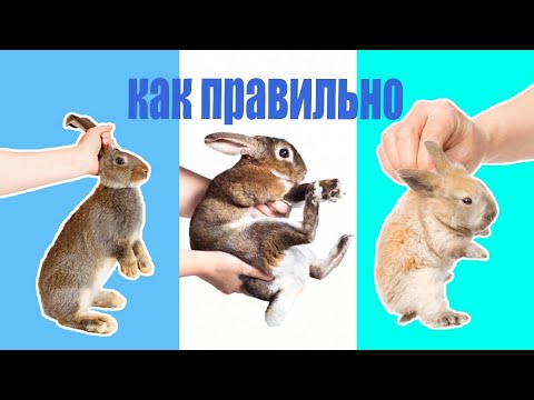 ПОЧЕМУ НЕЛЬЗЯ КРОЛИКА БРАТЬ ЗА УШИ | КАК ПРАВИЛЬНО?