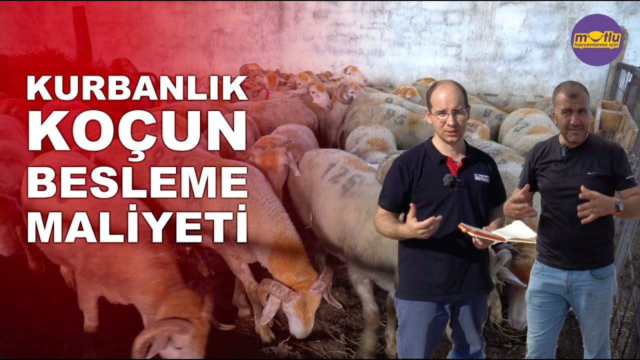 Kurbanlık Koç'un Besleme Maliyeti | Bandırma Kurban Fiyatları