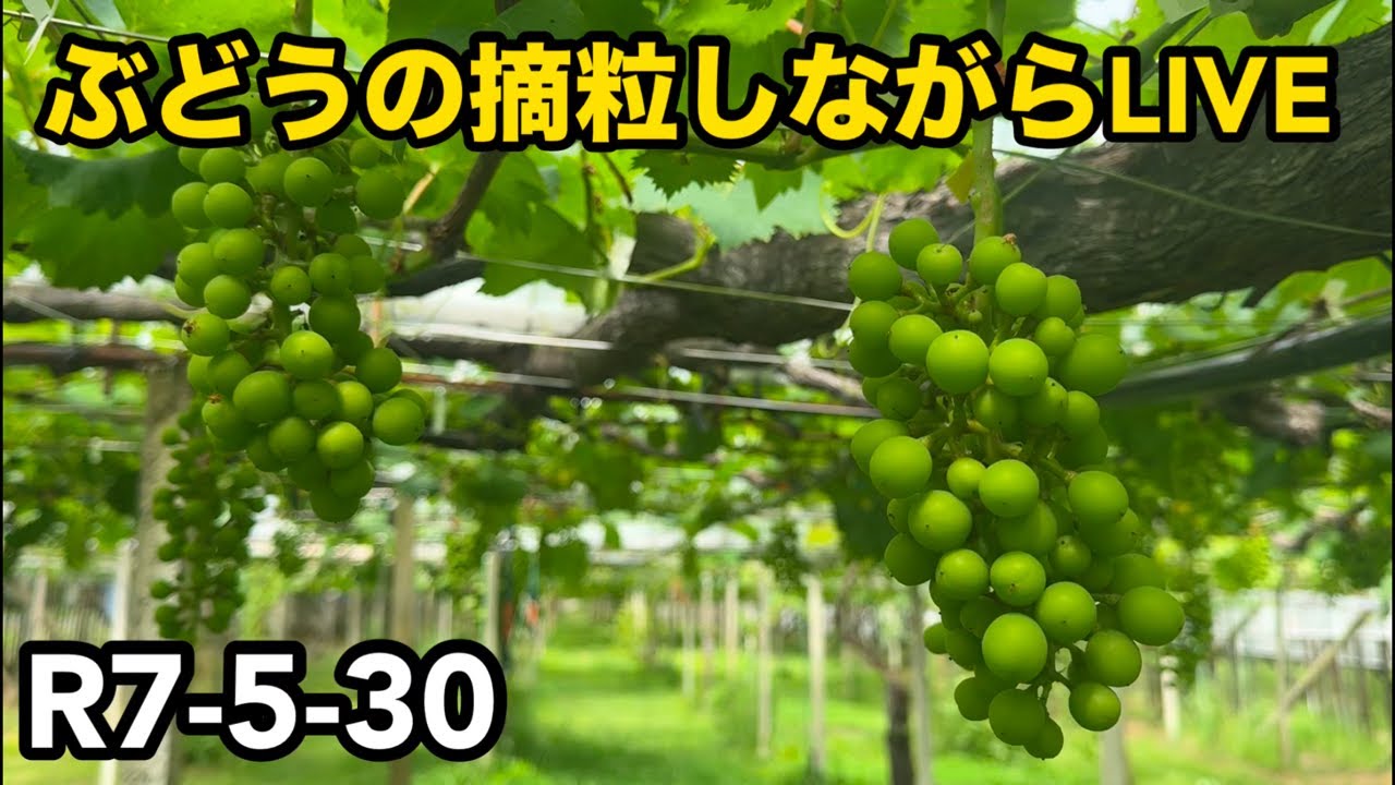 ぶどうの摘粒しながらLIVE(品種はゴルビー/悟紅玉)2025-5-30 - YouTube