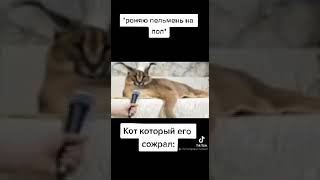 большой шлёпа русский кот