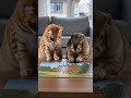 Today, We Did a Puzzle Together | Marmot and Cat #shorts