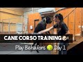 160 lb cane corso ghost play behavior training day 1
