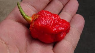 ⟹ 7 Pot Bubblegum Original Red Pepper | Capsicum chinense | Pod Review 2019