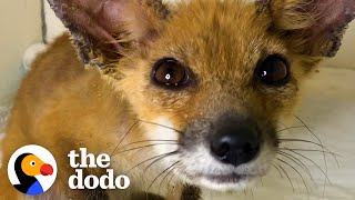 Baby Fox Couldn't Open Her Eyes Until She Got A Bubble Bath | The Dodo