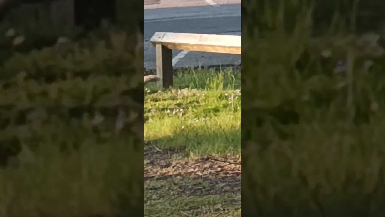 A very fast moving  Squirrel!