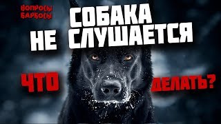 Эти простые - эффективные советы сделают собаку послушной