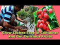 Grow Lychee tree in Container & Get Delicious Fruits, Be The CREATOR, May 2018