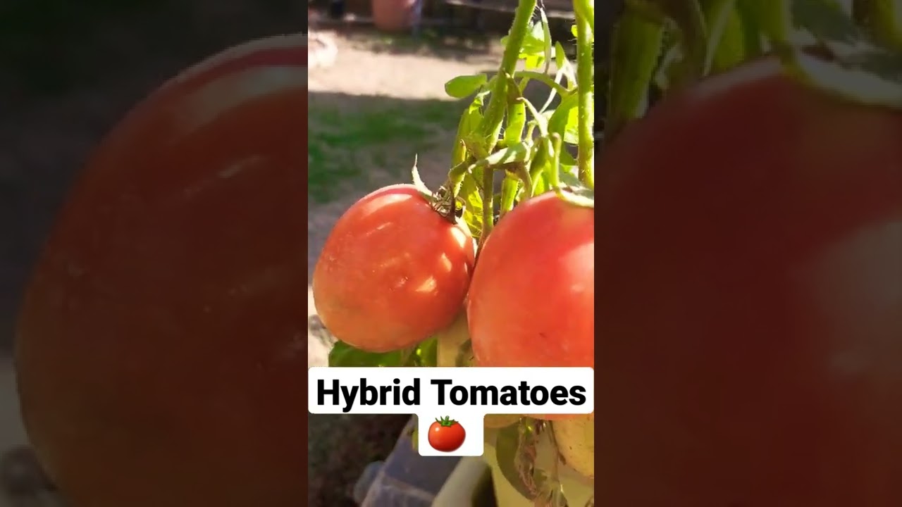 HYBRID TOMATOES 🍅  ! GROW AT HOME FOR 10 RUPEES A PLANT 🪴 