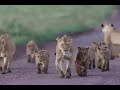 Tanzanie  safari selous  4k