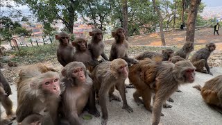 Monkeys are enjoy with Banana and Watermelon Dogs are happy with fresh good meal