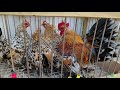 Dostałem kury karzełki łapciate od braciszka 😍🐓Pierwsza sztuka w maju! Pocztowych wchodzi dużo 🫣