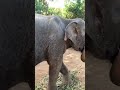 Phuket Thailand Elephant Sanctuary 2019