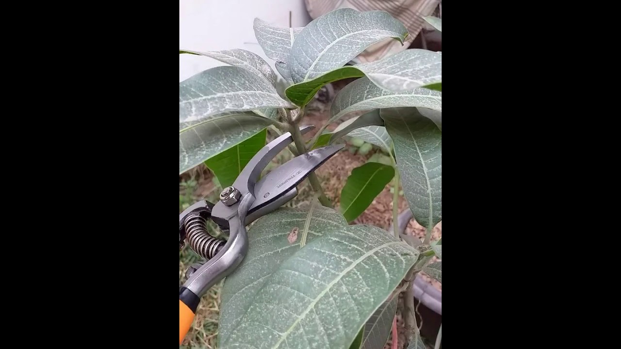 COMO PODAR UN ÁRBOL DE MANGO PARA MANTENERLO PEQUEÑO Y PRODUCTIVO - YouTube