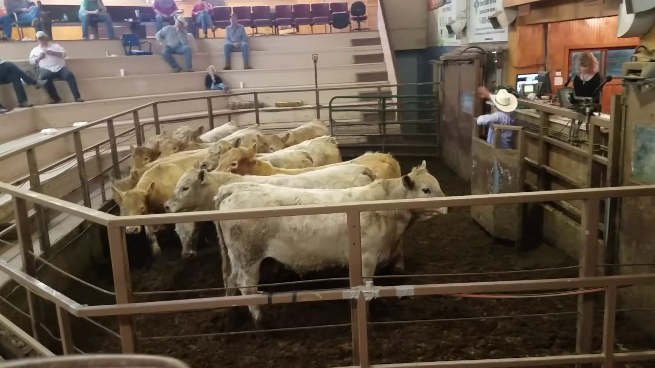 Selling the feeder cattle 2018 1 of 2