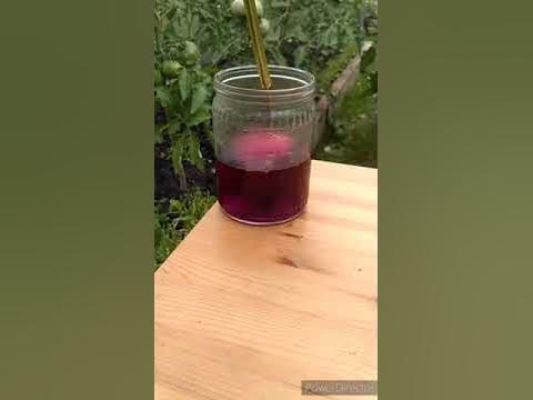 Отличная подкормка для растений. - YouTube