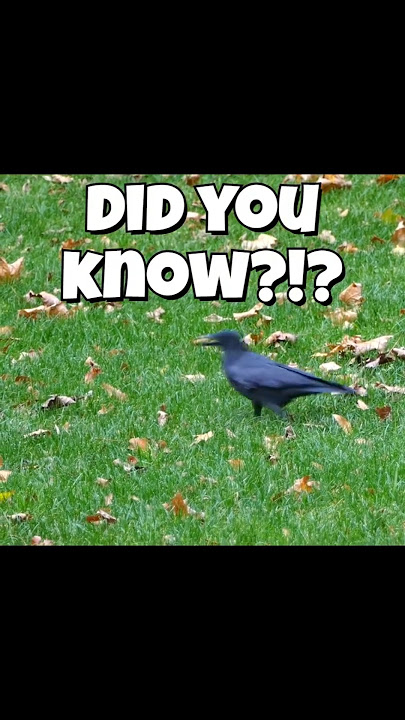 Spooky Smart [Crows Might Be Watching You] #Crows #animals  #AnimalIntelligence #WildlifeFacts