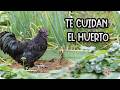 GALLINAS en EL HUERTO - 7 RAZONES Para TENERLAS y BENEFICIOS || La Huertina De Toni