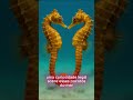 Esse é o animal mais romântico do reino animal! #CavaloMarinho #seahorse