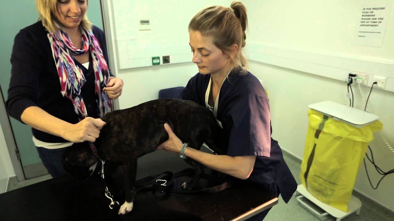 moto2 Scout 83 - Recovering Pets