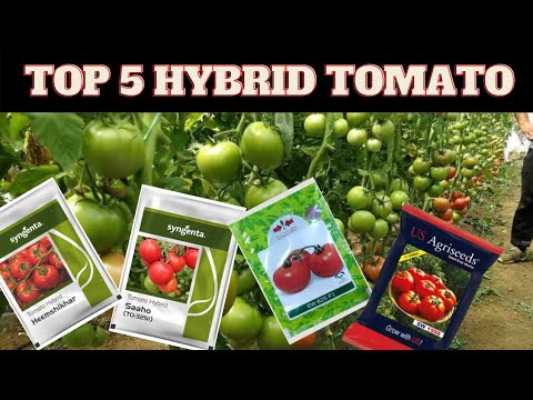 Top 5 Hybrid Tomato Seeds For Rainy