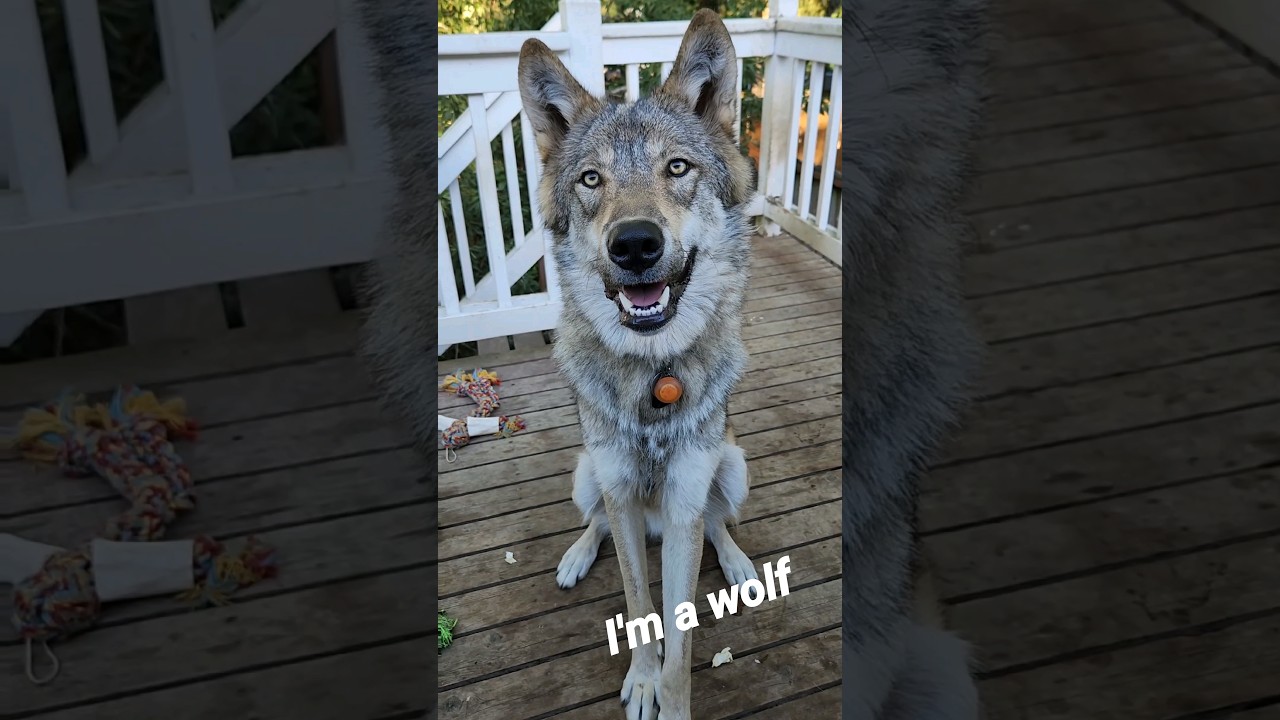 The Difference Between a Wolf and a Dog! #wolfdog #wolfpup #petwolf