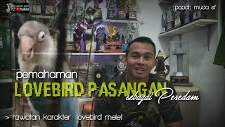 lovebird untulan : ketika sama pasangan wajib bunyi apa diam